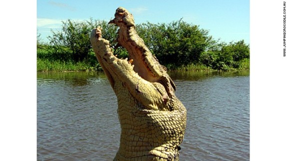 crocodile-michael-jackson-story-top